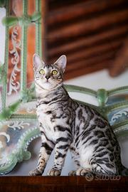 Bengala Black Silver PER ACCOPPIAMENTO