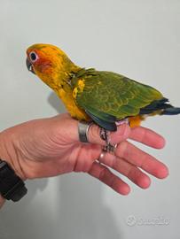 Conuro del Sole