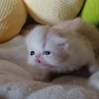Cuccioli exotic shorthair alta geneologia