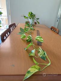Pothos 162 cm – 7 steli, pianta da interno 🌿