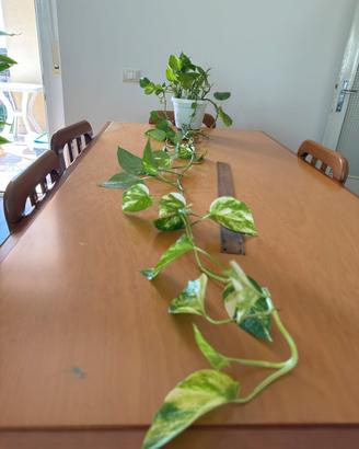 Pothos 162 cm – 7 steli, pianta da interno 🌿