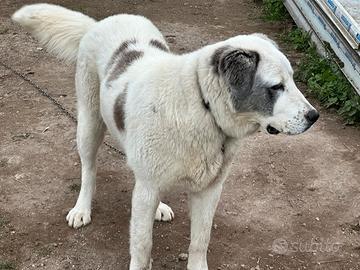 Asia centrale alabai cucciolona 7 mesi