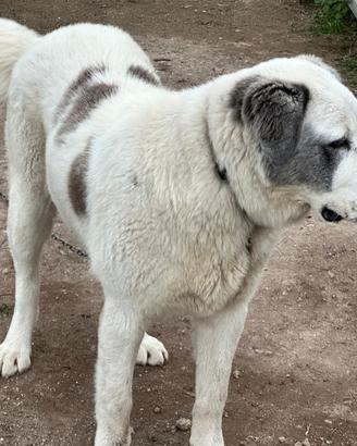 Asia centrale alabai cucciolona 7 mesi