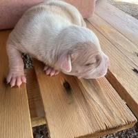 Cucciolo Pitbull