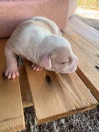 Cucciolo Pitbull
