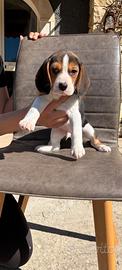 Cuccioli di Beagle Elisabeth nani