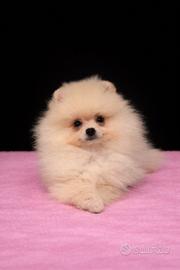 Cucciola di Pomerania femmina