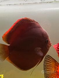 Coppia discus certa