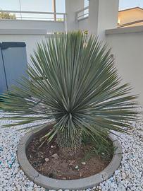 Yucca rostrata