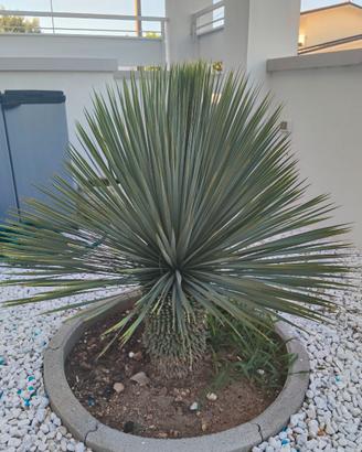 Yucca rostrata