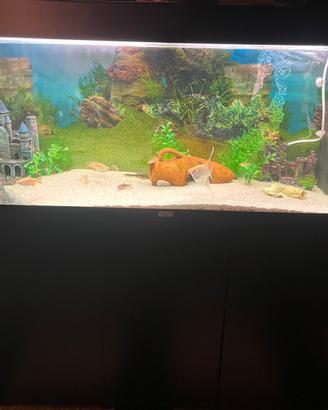 Acquario 240 litri juwel