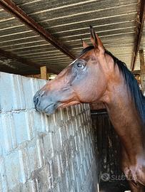 Cavallo