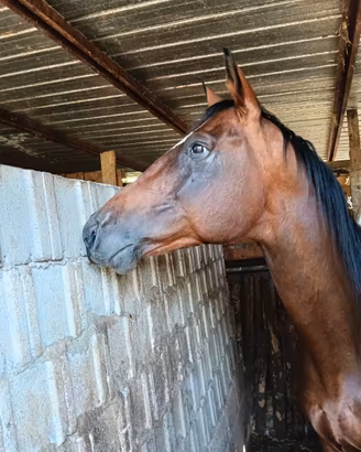 Cavallo