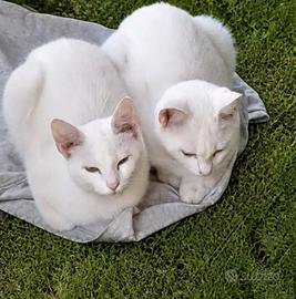 Regaliamo gattine