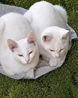 Regaliamo gattine