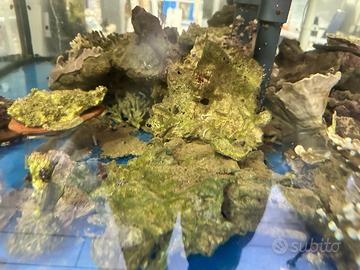 Rocce vive per acquario marini
