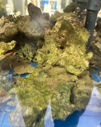 Rocce vive per acquario marini