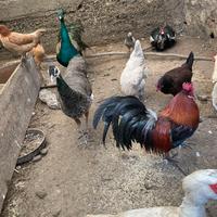 Pavoni galli e galline