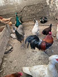 Pavoni galli e galline