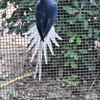 Parrocchetto dal collare cleartail/opalino