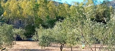 Terreno con uliveto