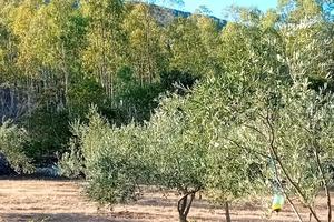 Terreno con uliveto