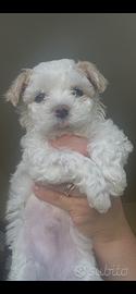 Maltese