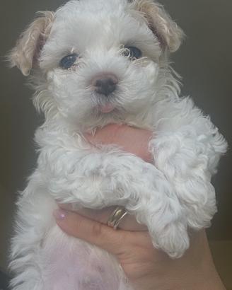 Maltese