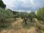 Immagine 16