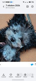 Cuccioli di barboncino