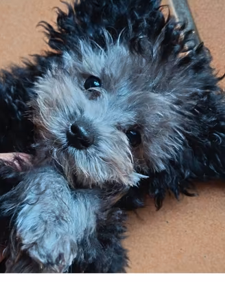 Cuccioli di barboncino