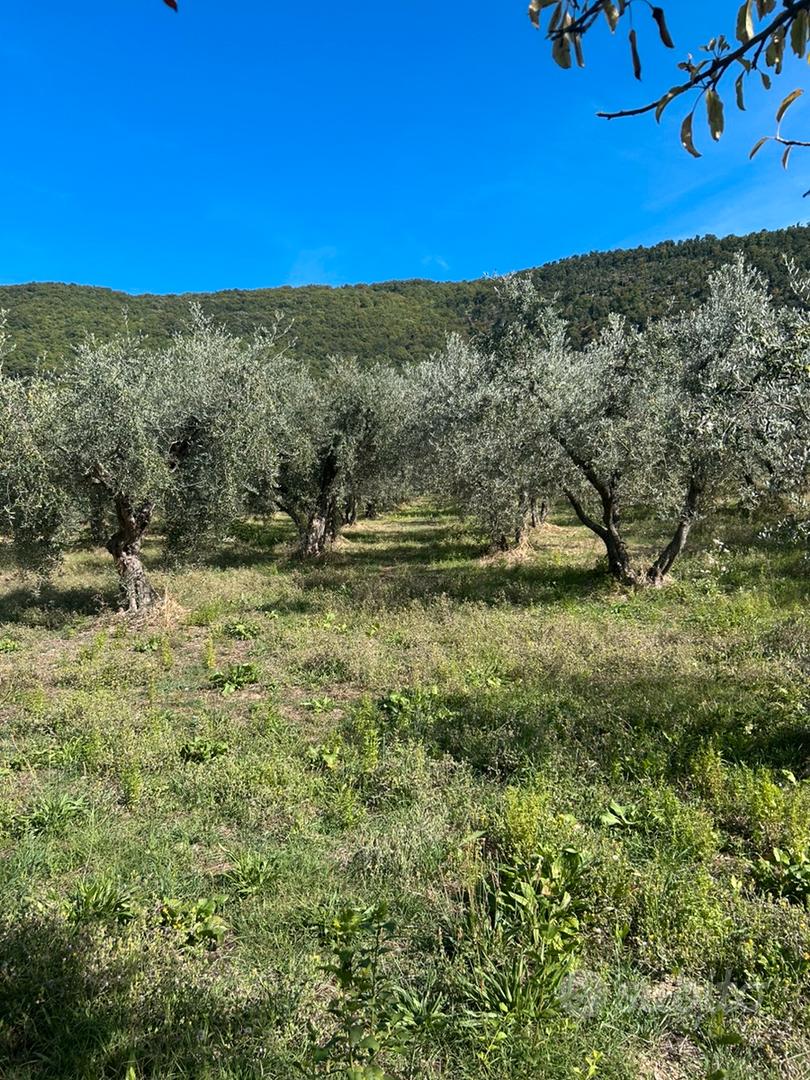 Terreno agricolo - Vista 5