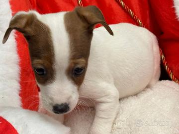 Jack Russell