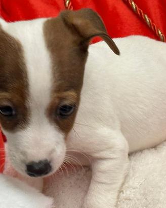 Jack Russell