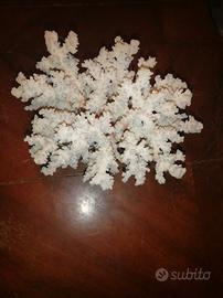 corallo marino
