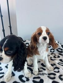 Cavalier king