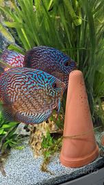 Coppia discus turchese