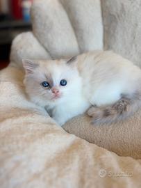 Cucciola Ragdoll con pedigree