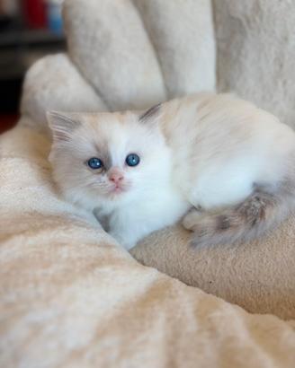 Cucciola Ragdoll con pedigree