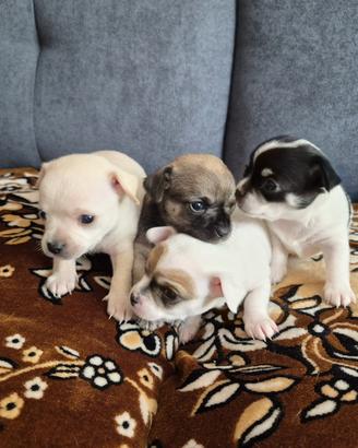 Cuccioli di chihuahua