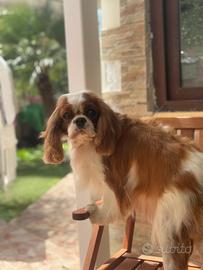 Cuccioli di cavalier King con pedigree