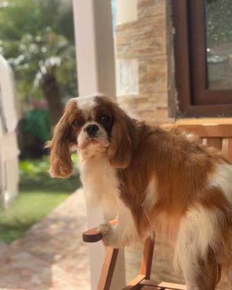 Cuccioli di cavalier King con pedigree
