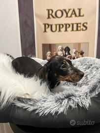 Cuccioli di basssotto disponibili subito promo