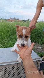 Cuccioli di Jack Russell