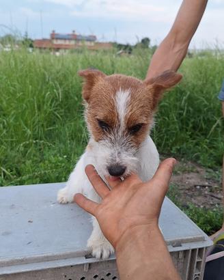 Cuccioli di Jack Russell