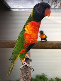 Lori arcobaleno femmina