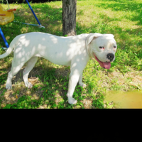 American bulldog con pedigree