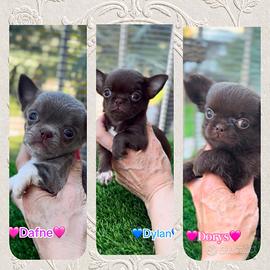 Chihuahua cuccioli pronti con pedigree