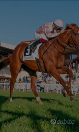 Fattrice A.A fondo inglese