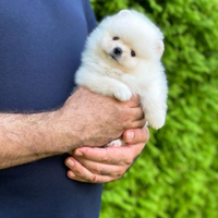 Pomerania